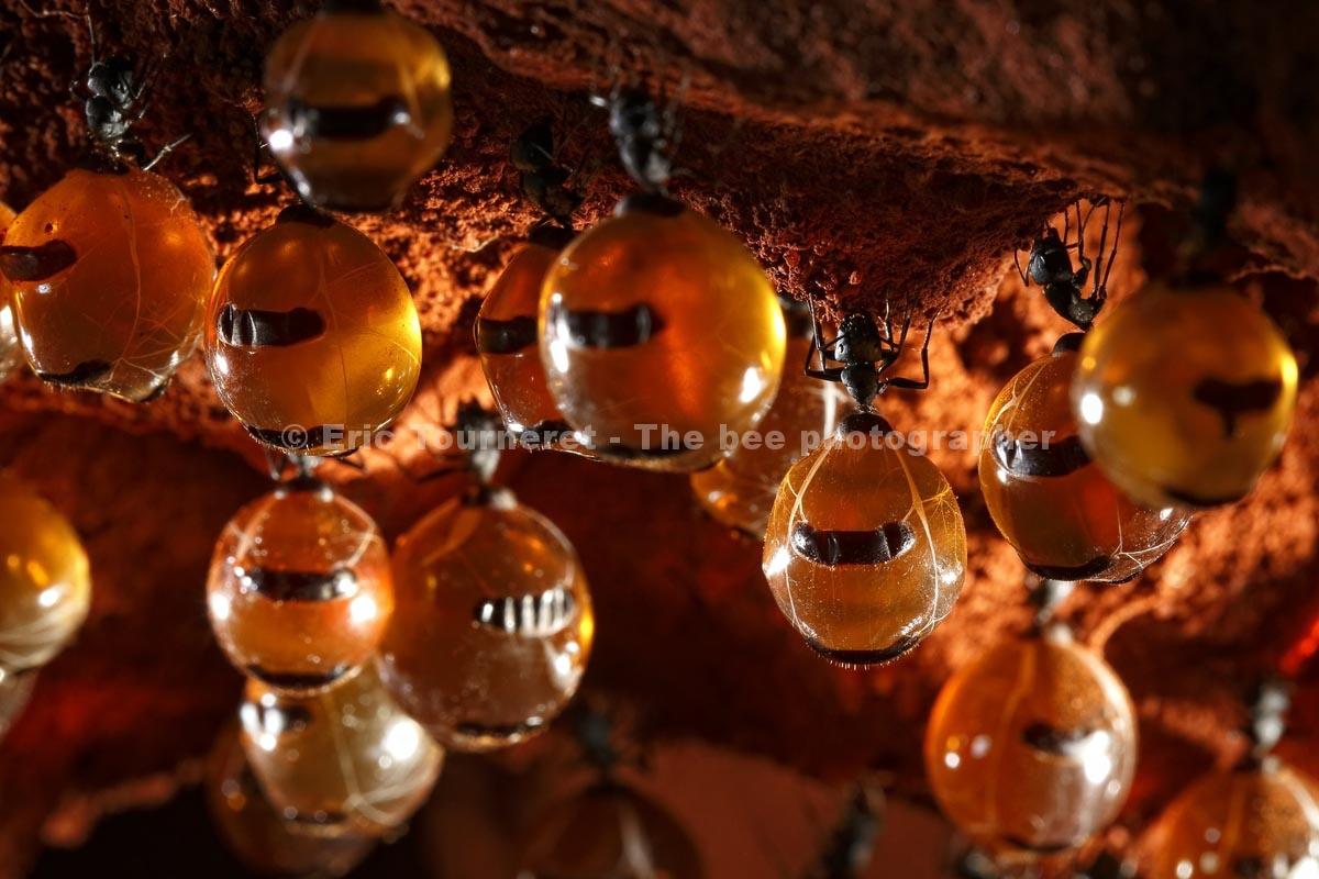 Australie : le rêve des fourmis à miel