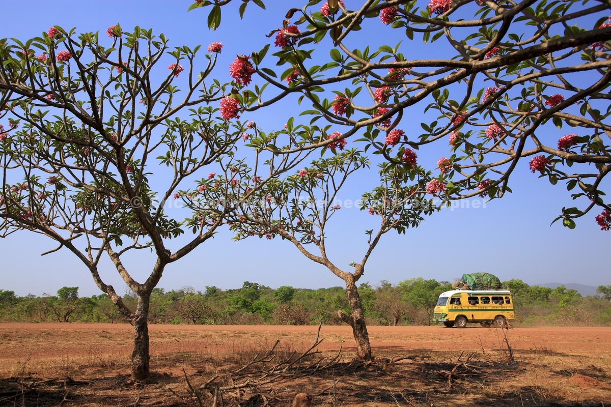 Cameroun : un paradis d’abeilles