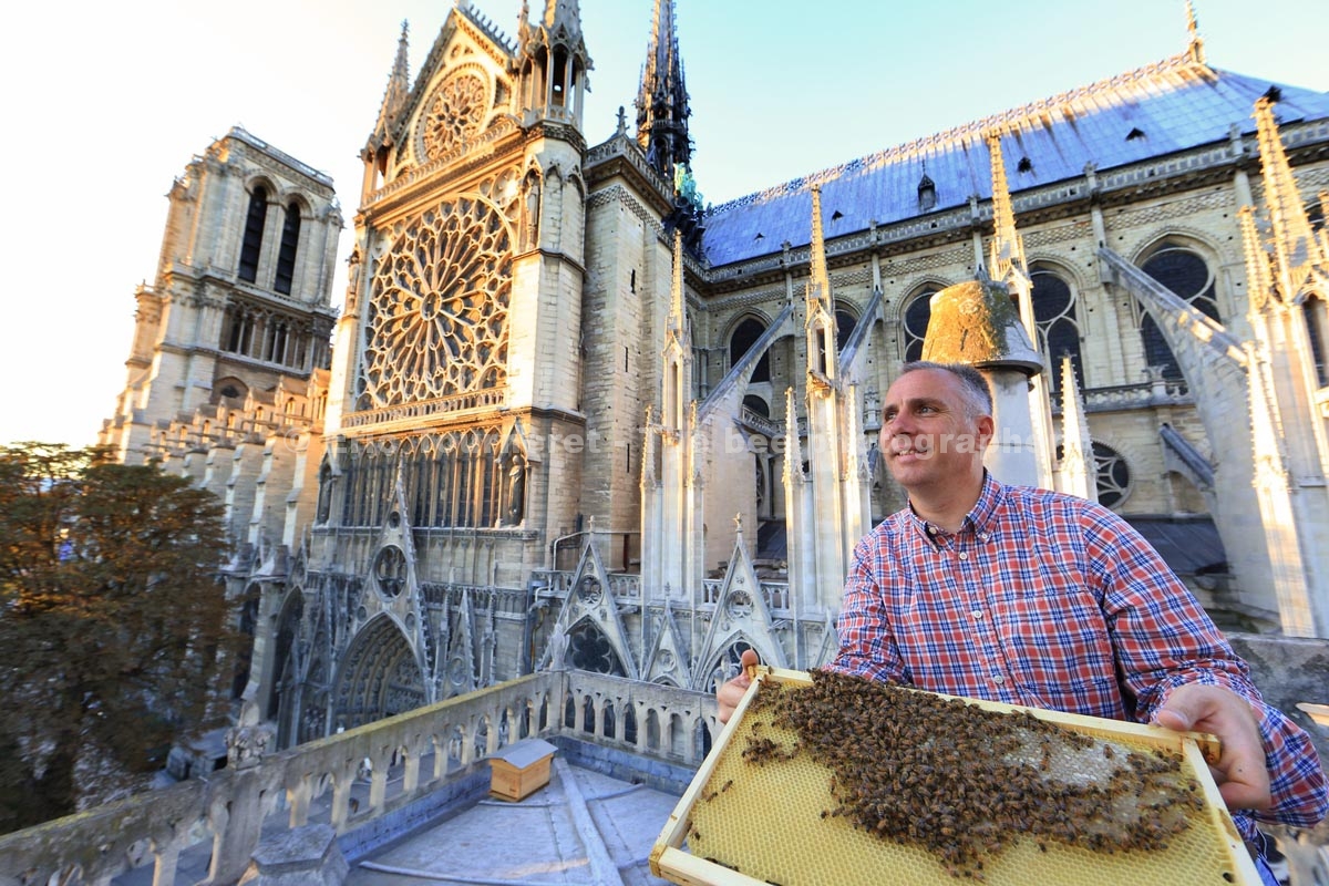 Apiculture sur les toits de Paris