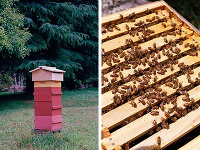 Click to enlarge image beefirst-2.jpg