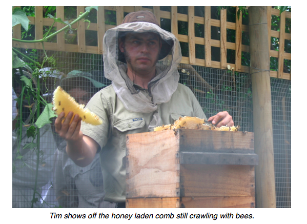 bees tim honey.png