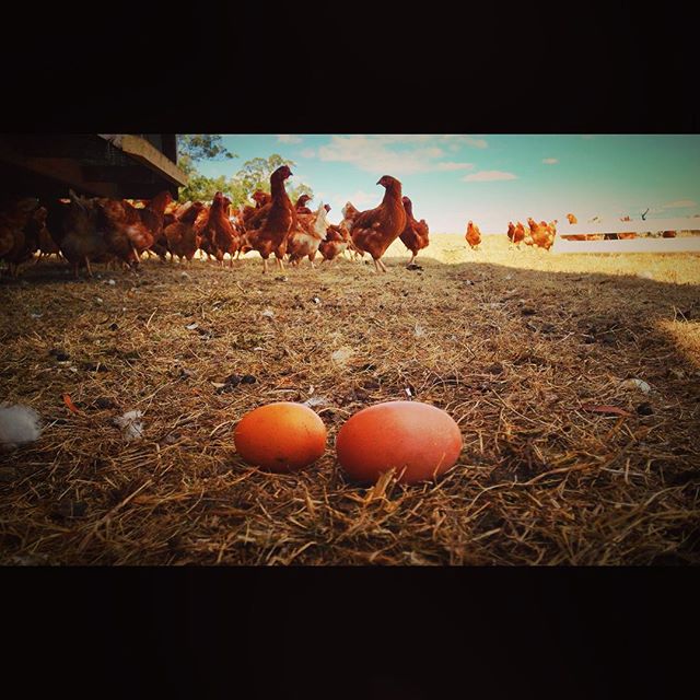 Yes. Well, they were bound to start coming at some point. I just wasn't expecting them right now! Better get cracking on the nest boxes. #truePOL #pasturedhens #pasturedeggs #pasturedpoultry