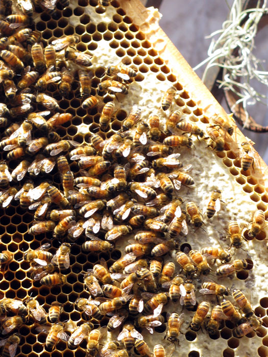 beekeeping-course01