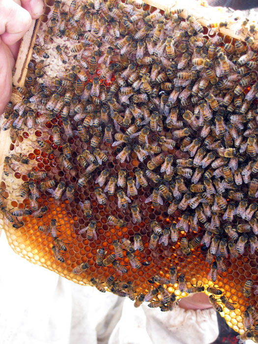 beekeeping-course02