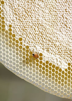 Natural Beekeeping Australia Natural Comb