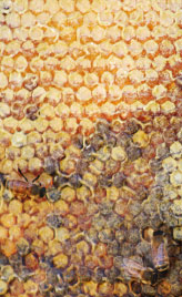 Natural Beekeeping Australia Wild Honey