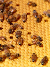 Natural Beekeeping Australia Bees on Brood
