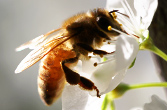 Natural Beekeeping Australia Bee
