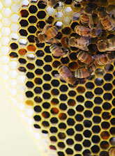 Natural Beekeeping Australia Virgin Comb