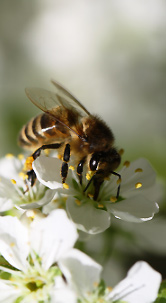 Natural Beekeeping Australia Resources Bee