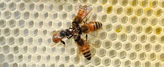 Natural Beekeeping Australia Resources