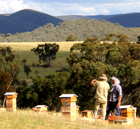 Natural Beekeeping Australia Central Tablelands Australia
