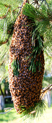 Natural Beekeeping Australia Swarm
