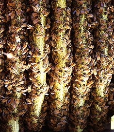Natural Beekeeping Australia Warre Combs